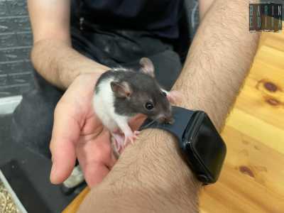 ...si arrampica sul suo braccio incuriosito dall�orologio